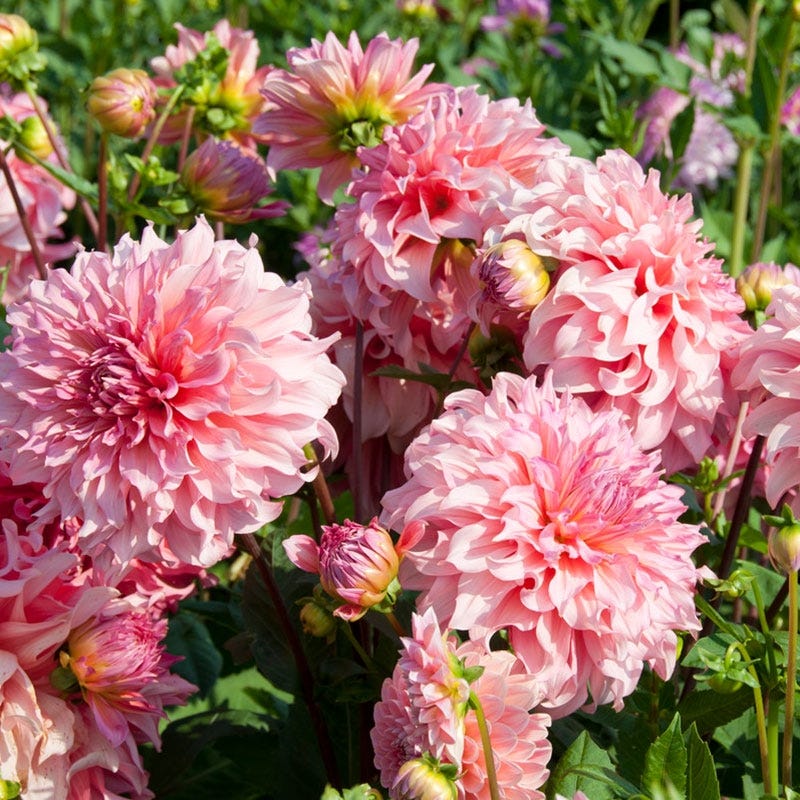 Islander Dinner Plate Dahlia