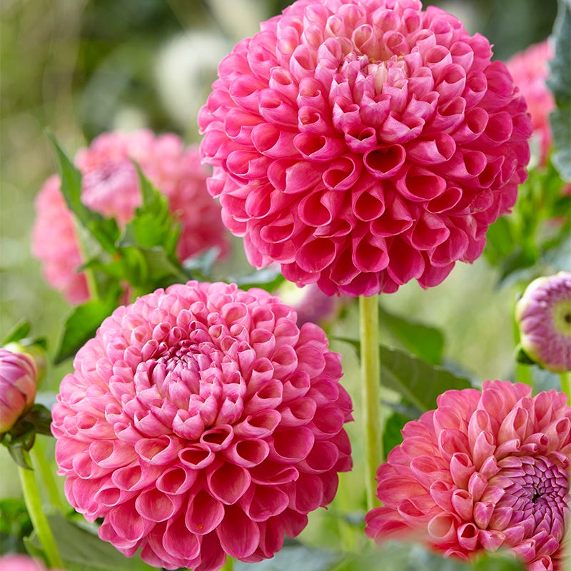 Jowey Frambo Ball Dahlia - Thumbnail 2