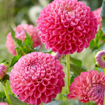 Strawberry Rhubarb Dahlia Collection