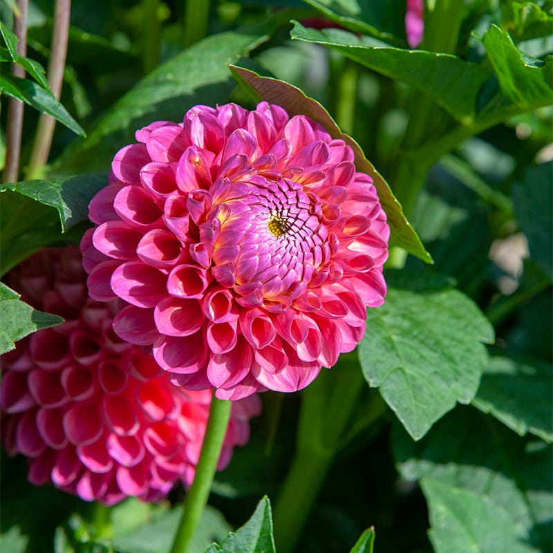 Pretty In Pink Dahlia Collection
