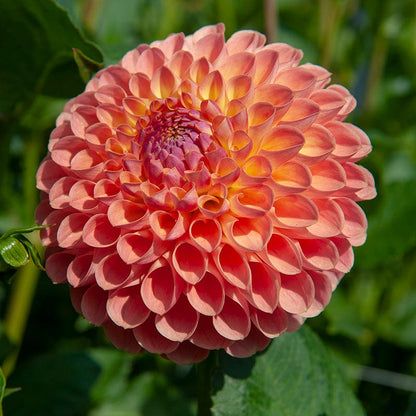 Resonant Dahlia Collection