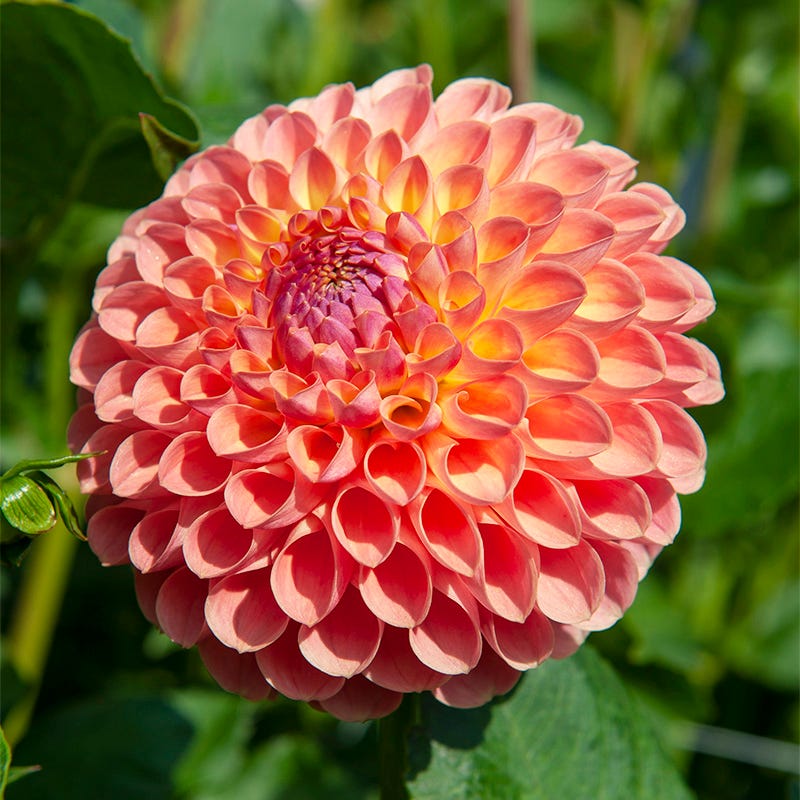 Jowey Nicky Ball Dahlia