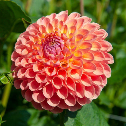 Southern Peach Dahlia Collection