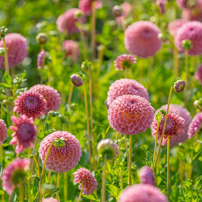 Jowey Winnie Ball Dahlia