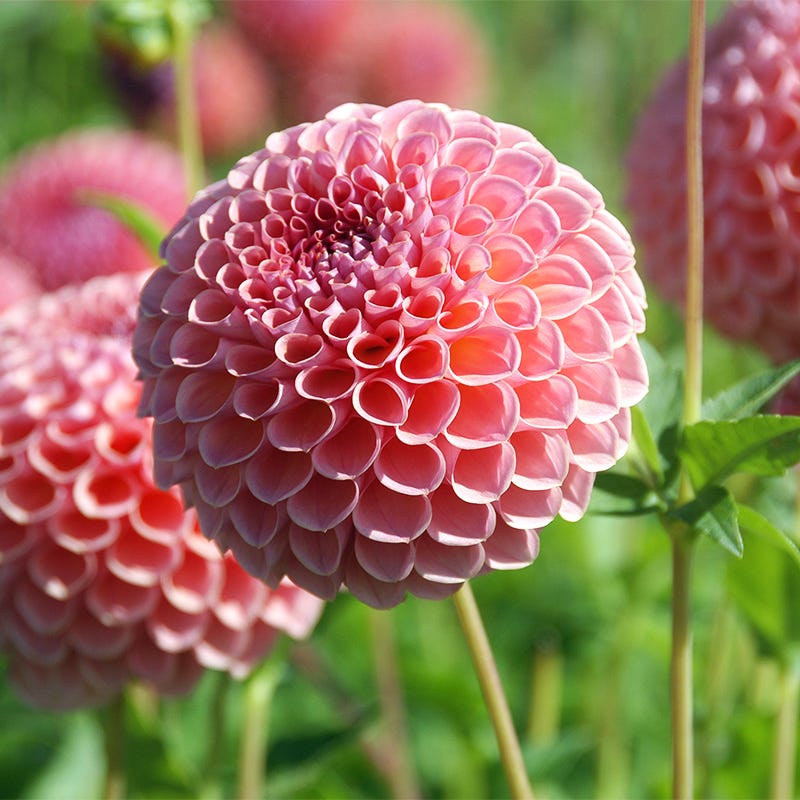 Jowey Winnie Ball Dahlia