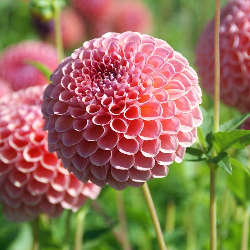 Harmonic Dahlia Collection | American Meadows