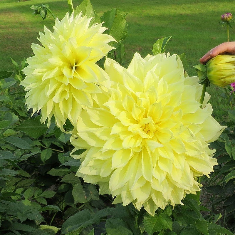 Brilliant Burst Dinner Plate Dahlia Collection