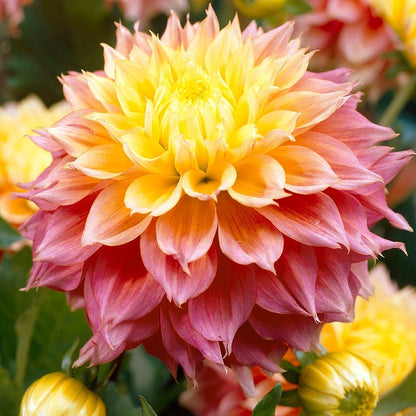 Kogana Fubuki Decorative Dahlia
