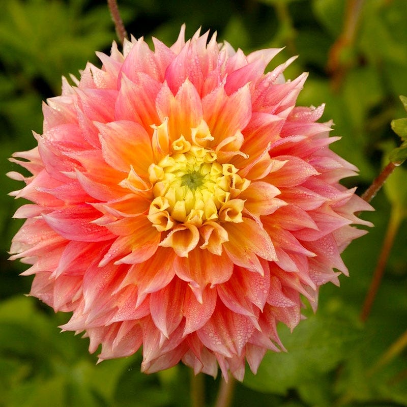 Kogana Fubuki Decorative Dahlia