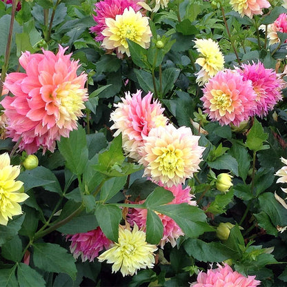 Kogana Fubuki Decorative Dahlia