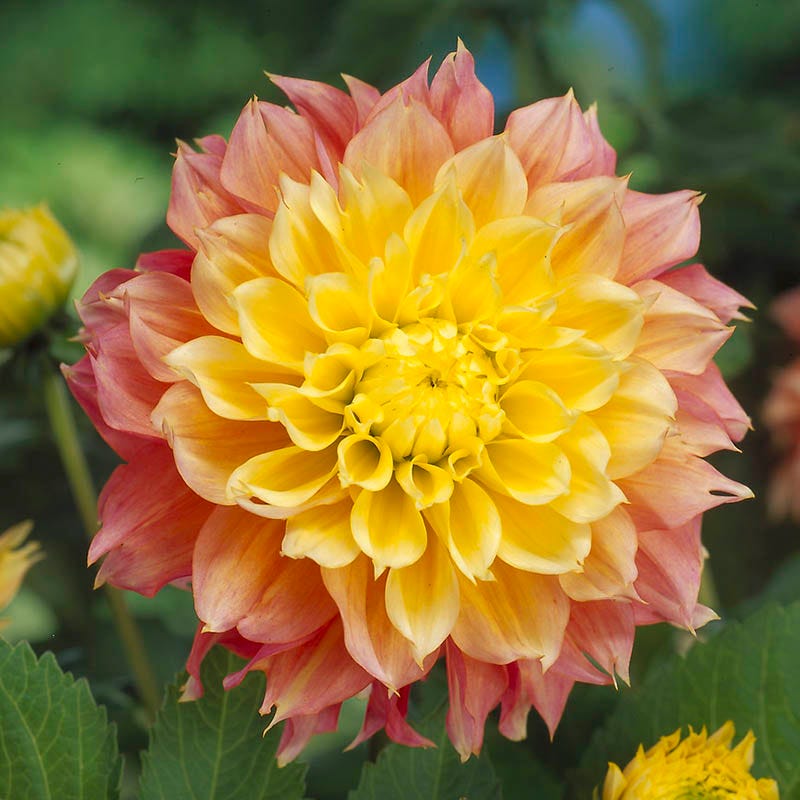 Brilliant Burst Dinner Plate Dahlia Collection
