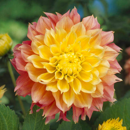 Brilliant Burst Dinner Plate Dahlia Collection