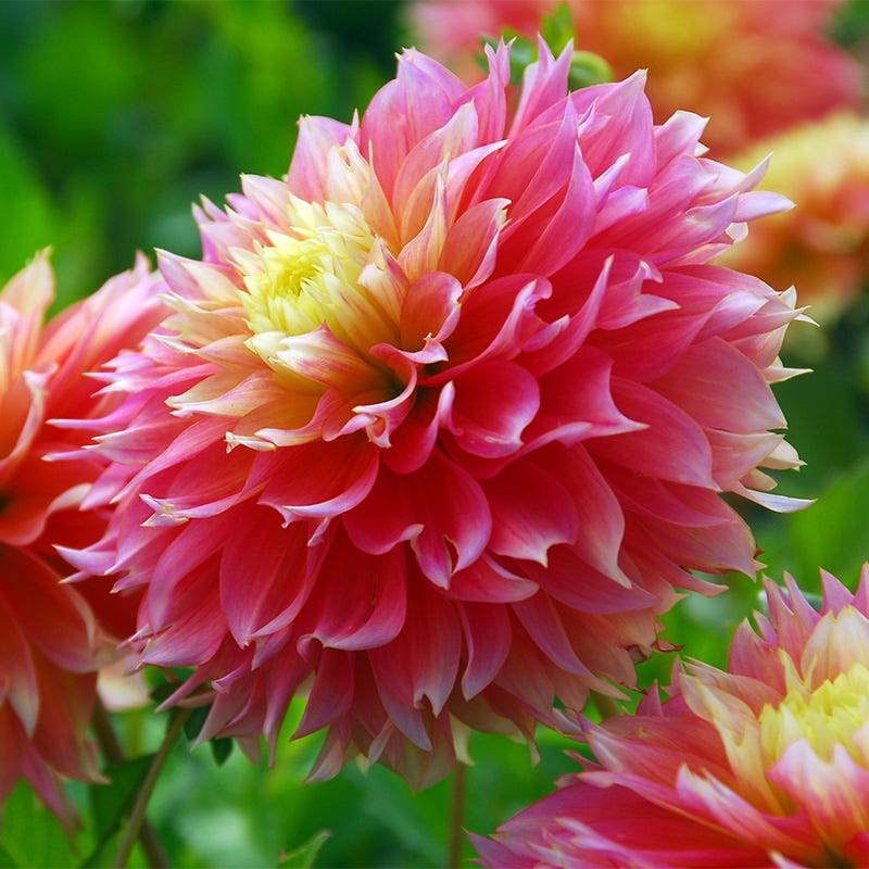 Kogana Fubuki Decorative Dahlia