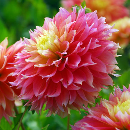 Kogana Fubuki Decorative Dahlia