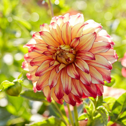 Lady Darlene Dinner Plate Dahlia