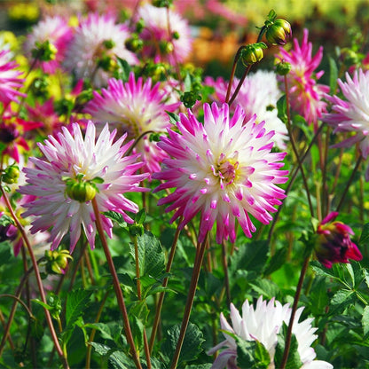 Hayley Jane Cactus Dahlia