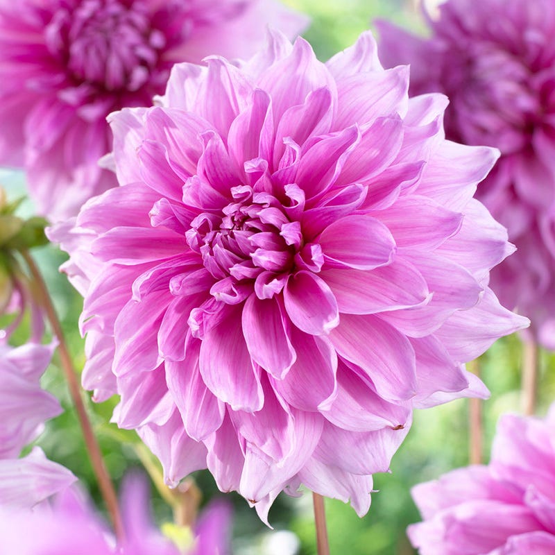 Lavender Perfection Dinner Plate Dahlia
