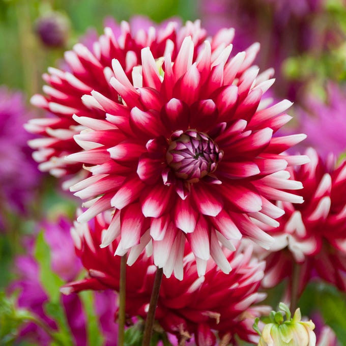 Jowey Morris Semi Cactus Dahlia
