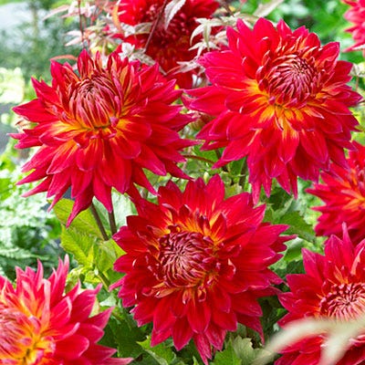 Manhattan Island Dinner Plate Dahlia