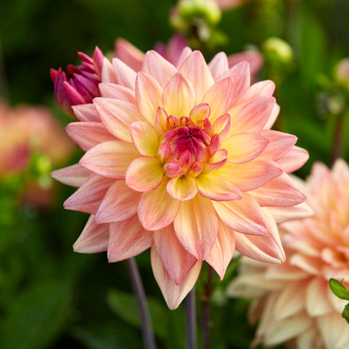 Boho Bouquet Bulb Collection