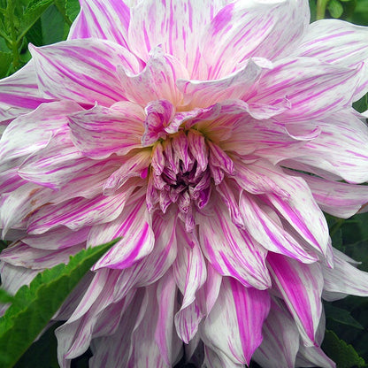 Mom's Special Dinner Plate Dahlia