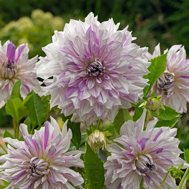 Mom's Special Dinner Plate Dahlia