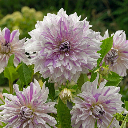 Mom's Special Dinner Plate Dahlia