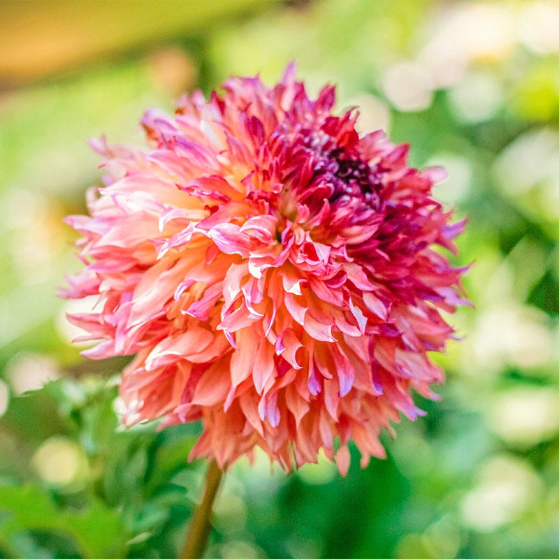 Myrtle's Folly Dahlia - Thumbnail 3