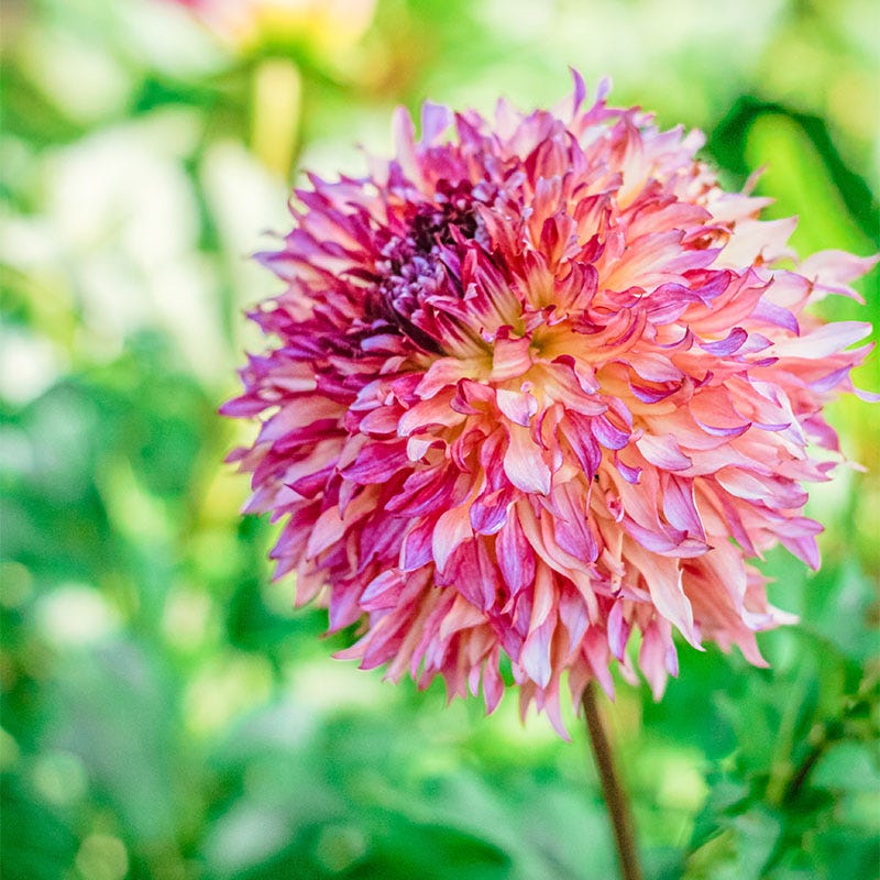 Myrtle's Folly Dahlia - Thumbnail 2