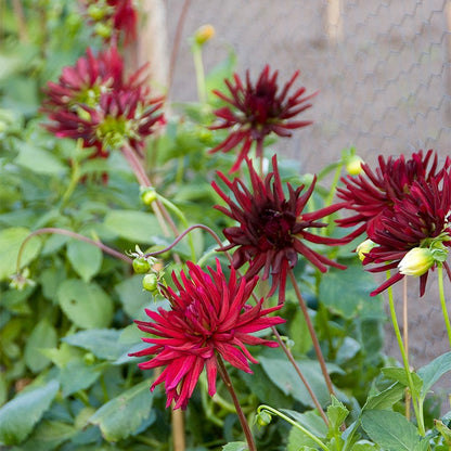 Nuit d'Ete Cactus Dahlia