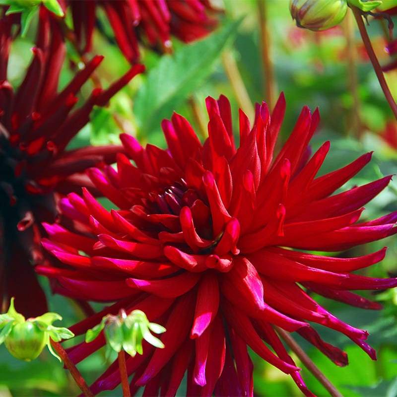 Nuit d'Ete Cactus Dahlia - Thumbnail 3