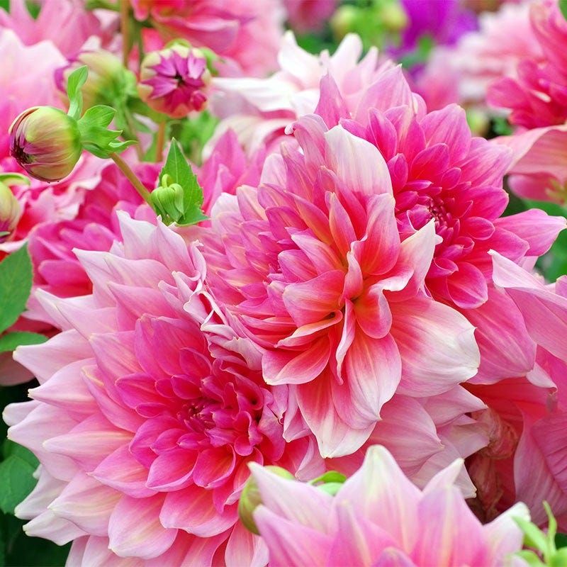 Otto's Thrill Dinner Plate Dahlia | American Meadows