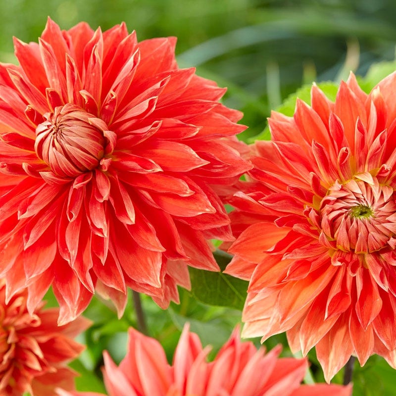 Parkland Glory Dinner Plate Dahlia - Thumbnail 2