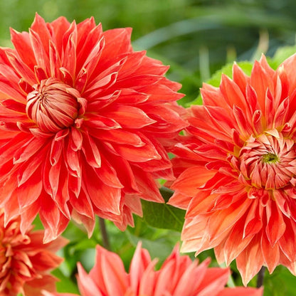 Parkland Glory Dinner Plate Dahlia