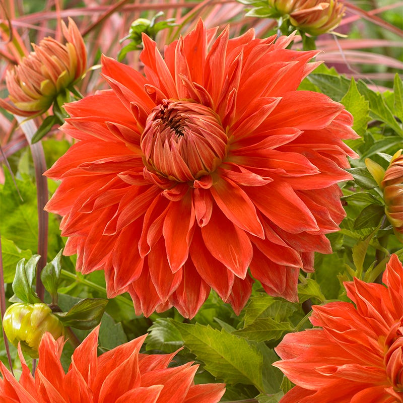 Parkland Glory Dinner Plate Dahlia - Thumbnail 3