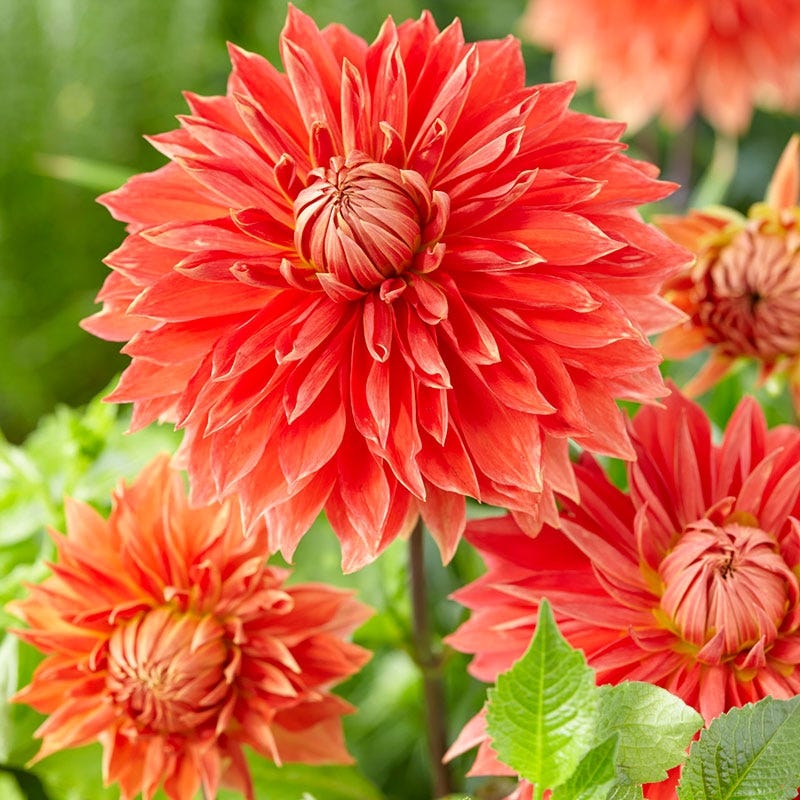 Parkland Glory Dinner Plate Dahlia