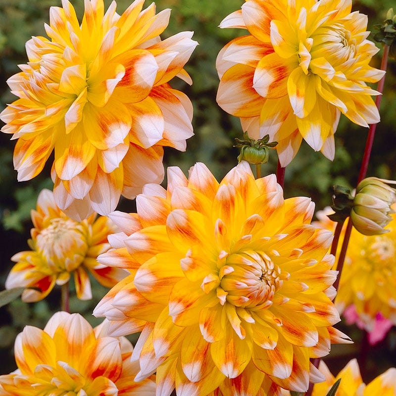 Peaches and Cream Dinner Plate Dahlia