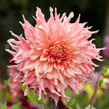 Elegance Bouquet Collection (Late-Summer Flowers)