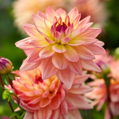Melody Dora Decorative Dahlia