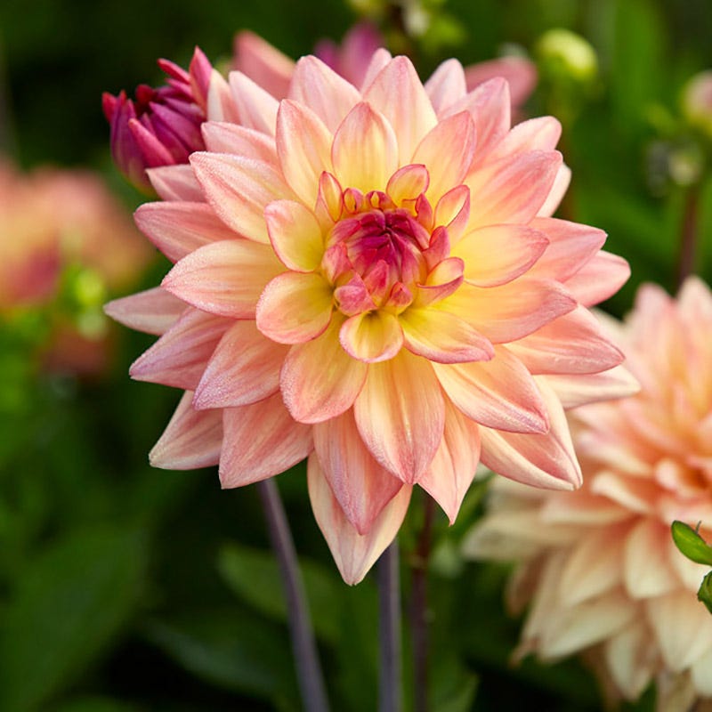 Melody Dora Decorative Dahlia