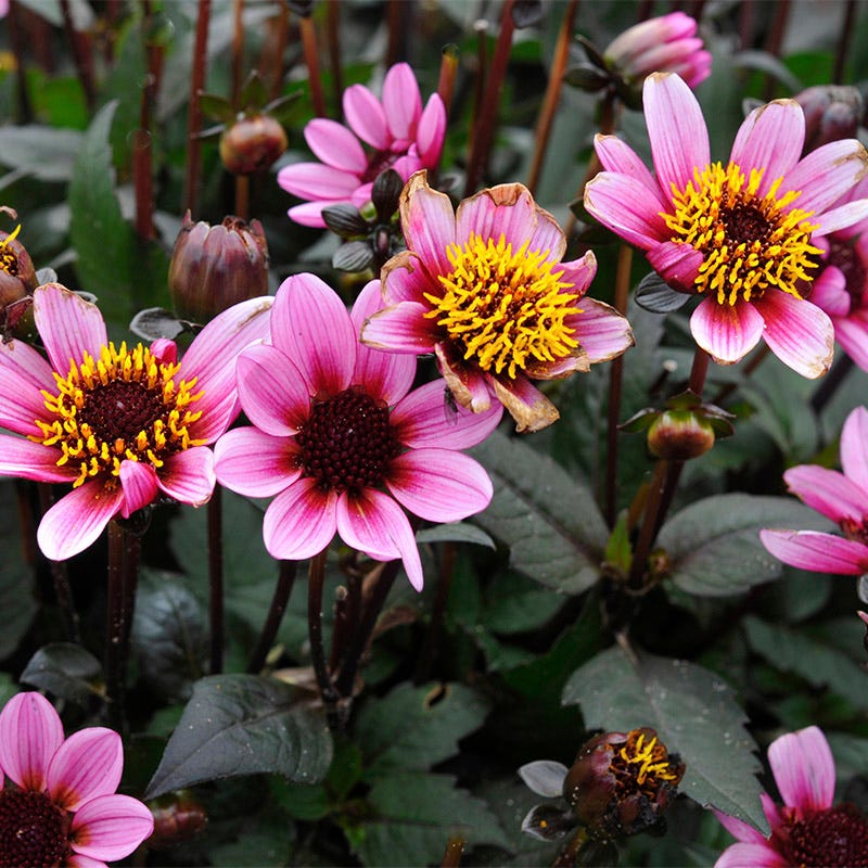 Pretty Woman Dark Angel Dahlia - Thumbnail 2