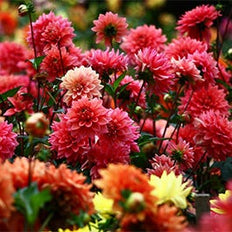 Dahlia Flower Bulbs