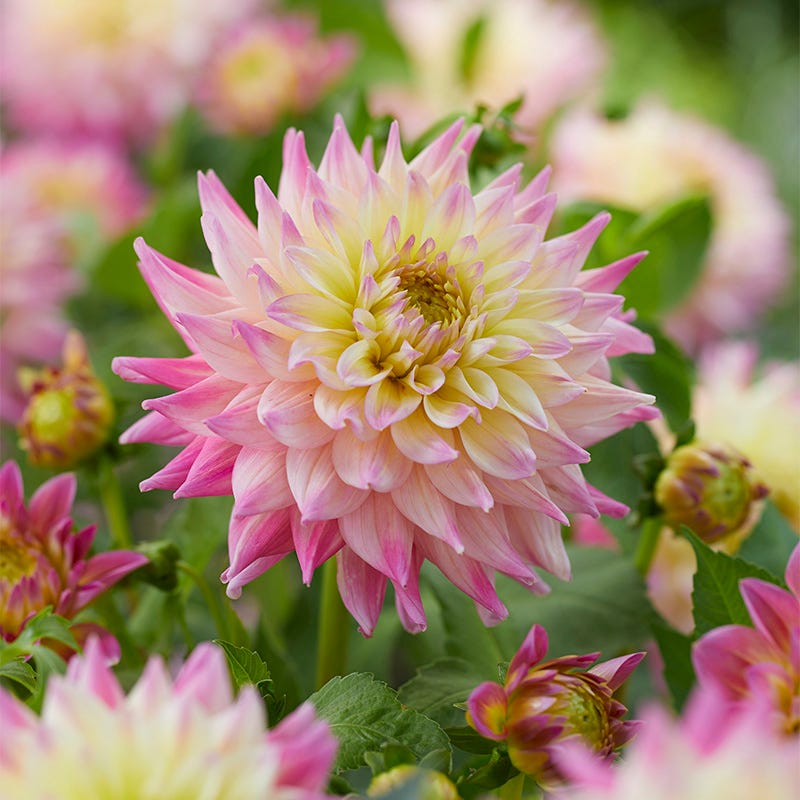 Romantique Decorative Dahlia