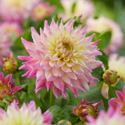 Romantique Decorative Dahlia