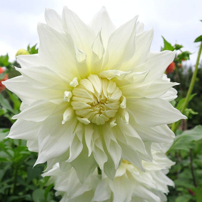 Snow Country Dinner Plate Dahlia