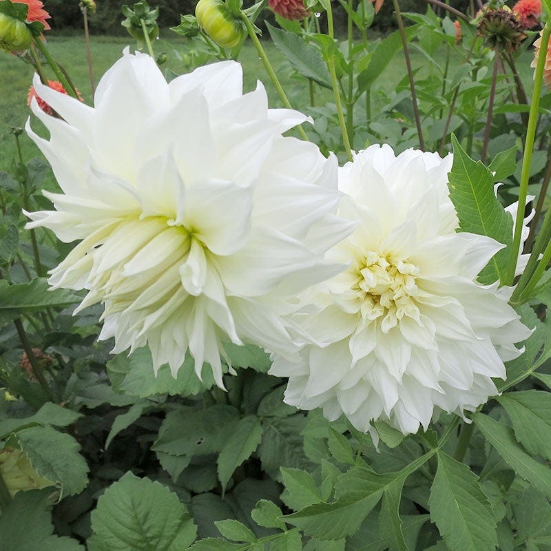 Snow Country Dinner Plate Dahlia