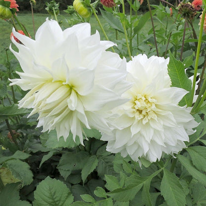 Snow Country Dinner Plate Dahlia
