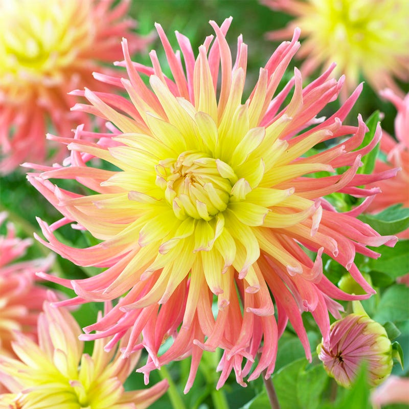 Star Elite Cactus Dahlia