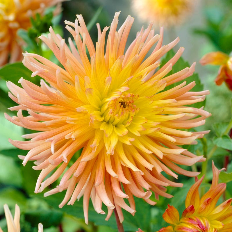 Star Elite Cactus Dahlia