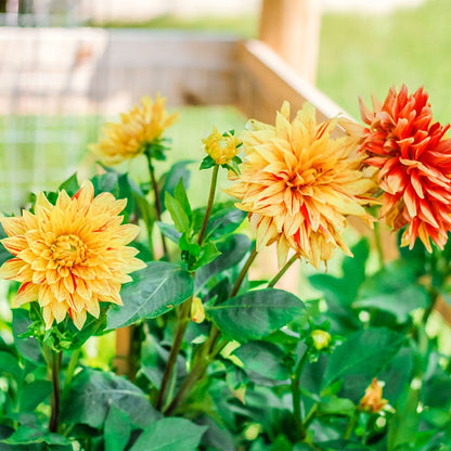 Striped Vulcan Semi Cactus Dahlia